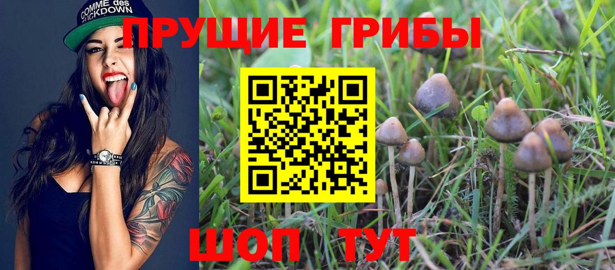 Псилоцибиновые грибы Psilocybe  Вход с VPN  что такое наркотик  Псилоцибиновые грибы Psilocybe  Ижевск 
